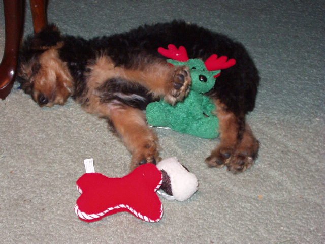 It looks like Scruffy has a smile on his face :)