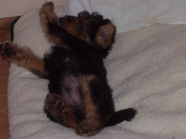 Hello: Timothy, Elijah, Mary & Abigail have decided to name me Scruffy! I love my name! and I love my new family!!