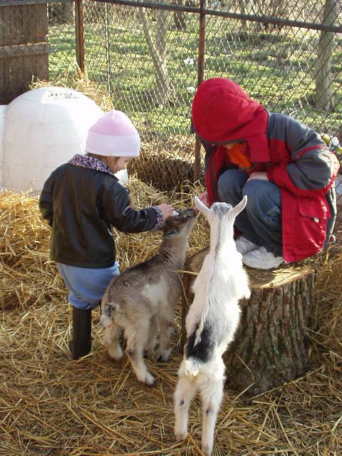 Hey, can I climb on the stump too!?!
