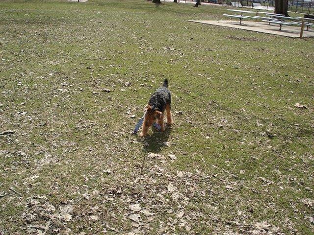 A dog and his boomerang!