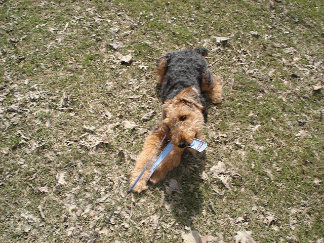 It's a good thing that this boomerang isn't edible.