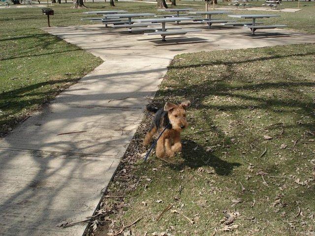 It's a little known fact that all Airedales can fly :)