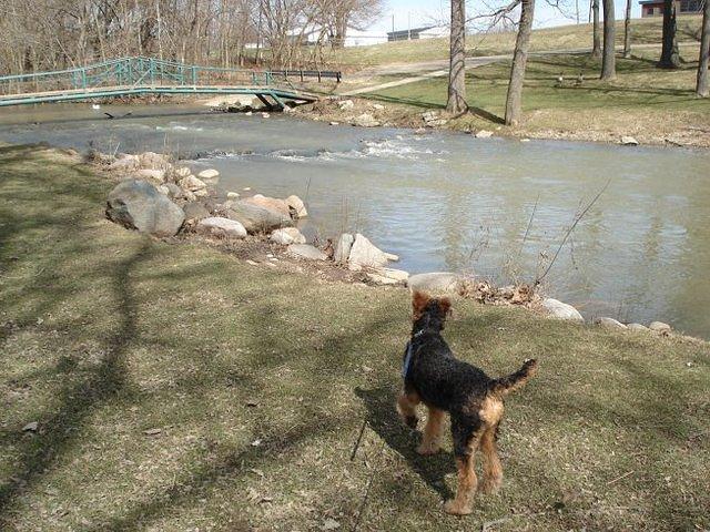 I think Scruffy wants to go for swim.