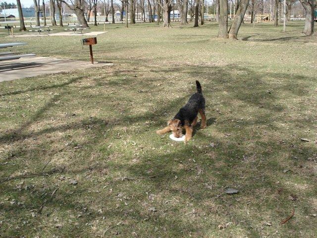 This frisbee didn't stand a chance.