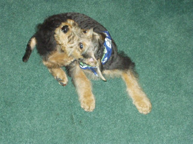 I have this itching feeling that the Colts are going to be playing soon!