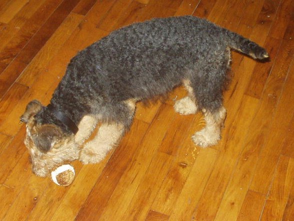 Scruffy is going to practice his moves for the Super Bowl :)