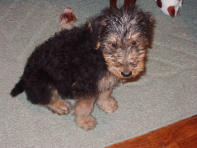 I need a new piggy ear.