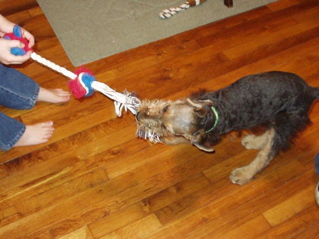 Scruffy is going to pull Timothy across the room :)