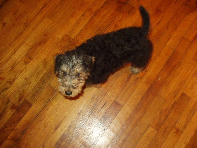 Scruffy is going to have his first "big boy" haircut on Friday :) wooohooo!!