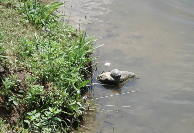 The lake at Memorial Park was full of turtles!