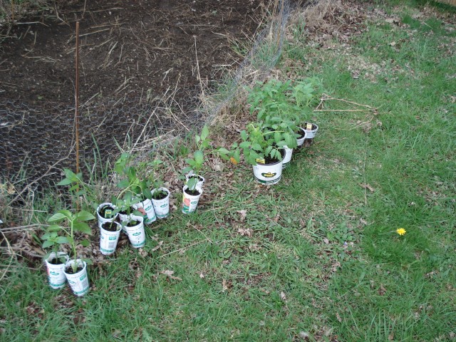 All of the plants lined up in a row.