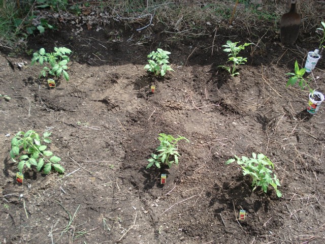 Tomato plants!