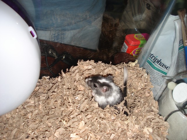 RJ = World's most spoiled Gerbil!