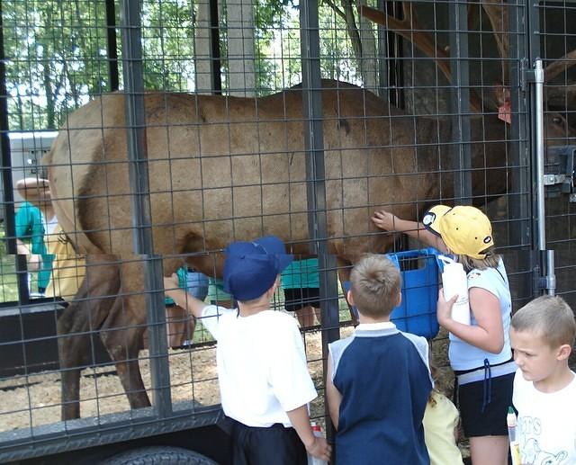 That's one big deer? cow? sheep? goat?
