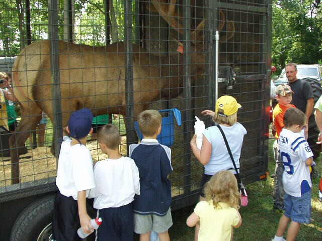 That's one BIG goat :) hehe