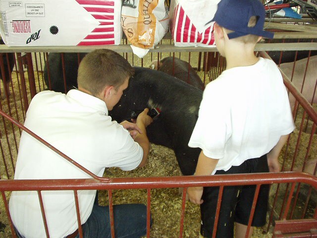 Uncle Bruce is showing Timothy the proper way to shave a pig!