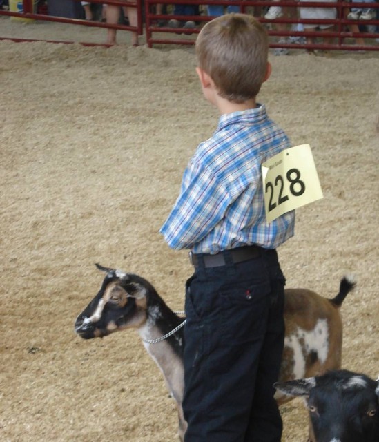 Goatie is happy to take a break from having strangers pull on her teets!