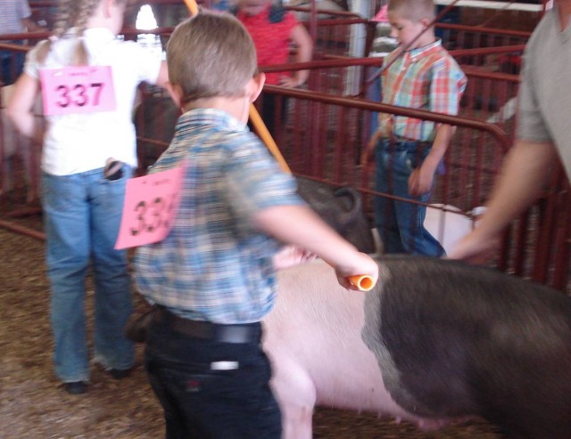 Today piggie, tomorrow breakfast meat :)