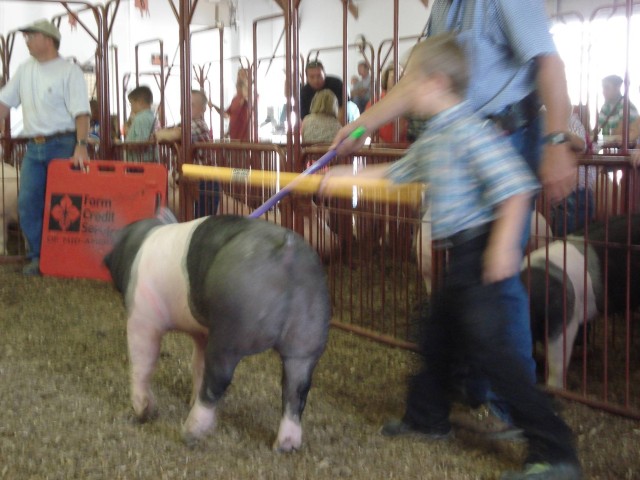 Pig walkin' is a fast paced activity!