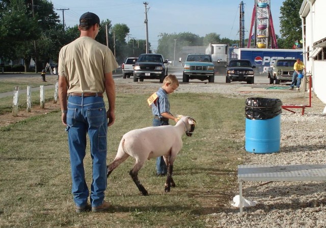 A good sheep herder needs lots of practice!