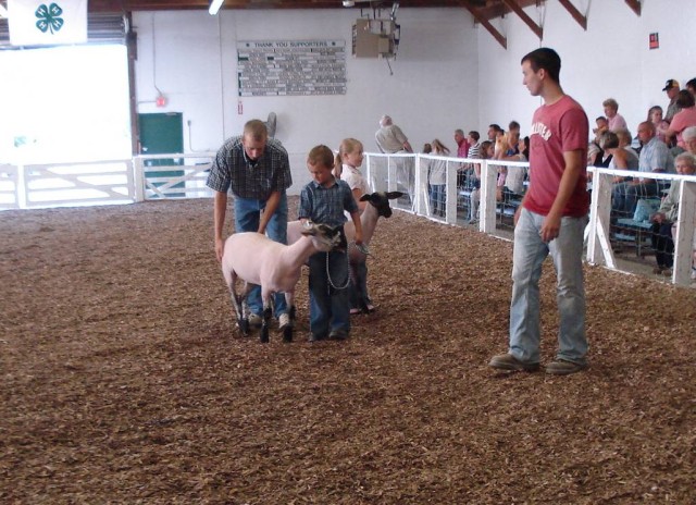 Sheep dude says "This is how you hold it when you want to .. oh, wait... nevermind"