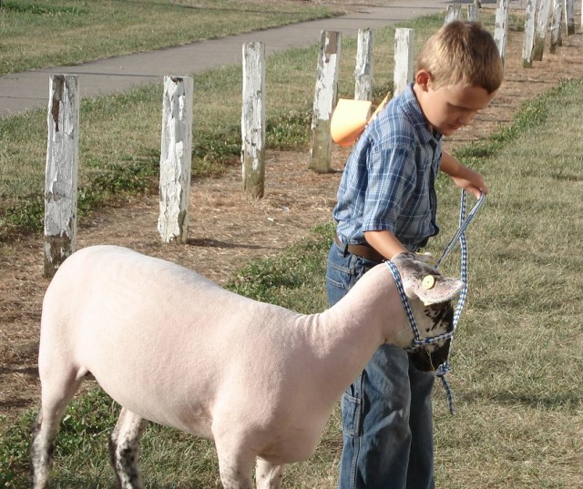 Get along there, little sheepie.