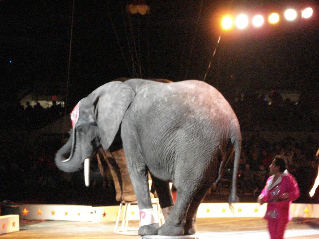 Elephant dookie is huge!