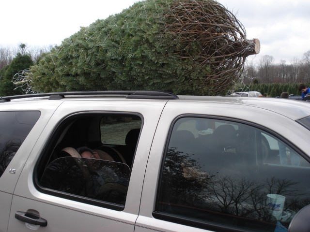 Step 3:  Where was Mr. Freakin' Crab when it was time to get the tree on the roof?  :P  Next time it's Charlie Brown tree!
