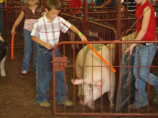 Here bacon, bacon, bacon :)