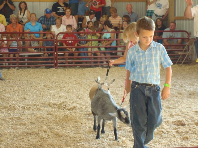 Goats will eat you if you stand still long enough.