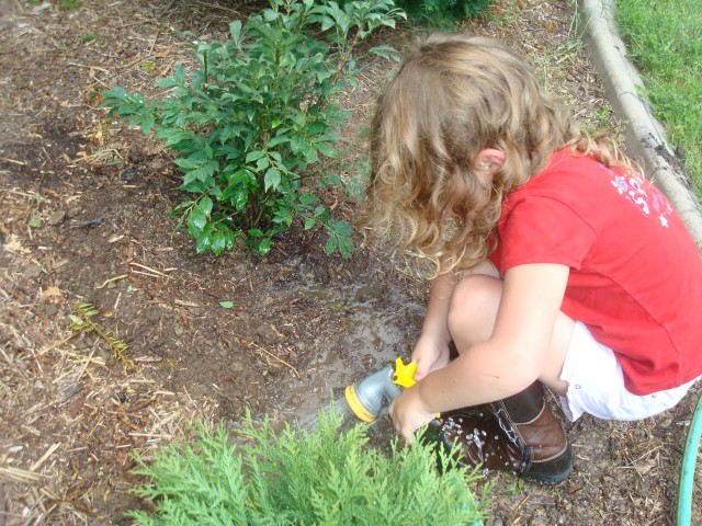 Let's water the new bushes now that they're all in the ground :)