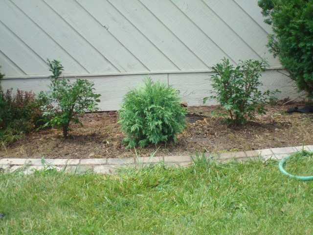 Twenty months after moving into the new house and cutting the tree down, we FINALLY have some vegetation in its place!  Thanks to the Harris Kids for coming together as a team to get it done :)