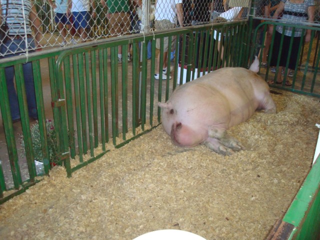 OK.. so.. seriously.. this it the only reason I take the kids to the state fair.