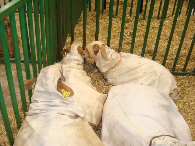 Umm... Baaaaah.. Rammmm.. JEW!!!  (Rascist sheep?)