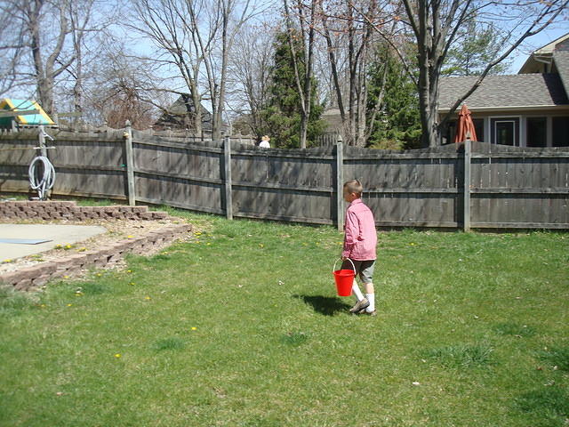 It's hard to find eggs in a yard with dandelions!