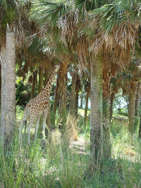 Somewhere in there, there is some sort of animal.