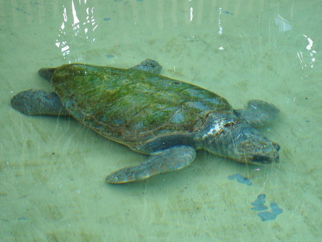 It's Swimmy's uncle!