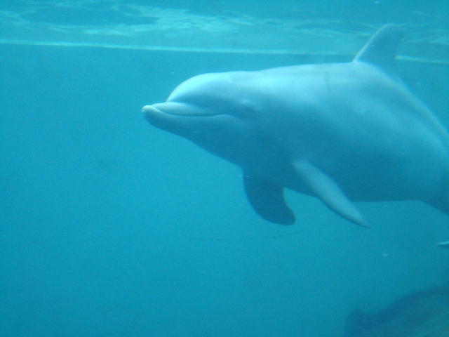 Must of been this guy.  He looks well fed :)