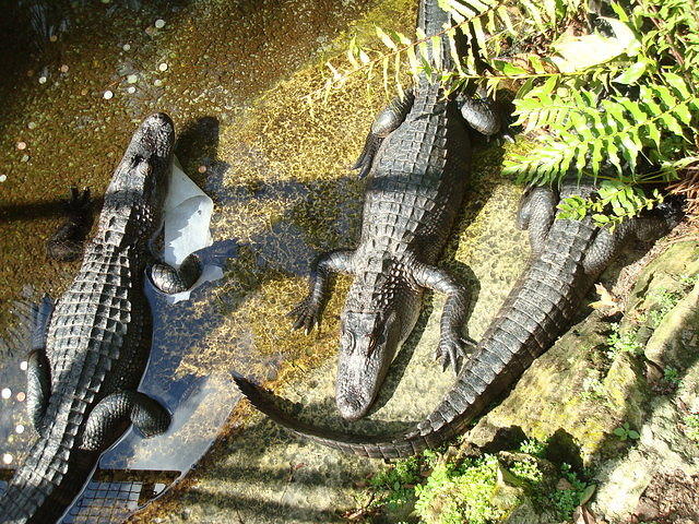 So THAT is what they look like before they turn them into belts! :)