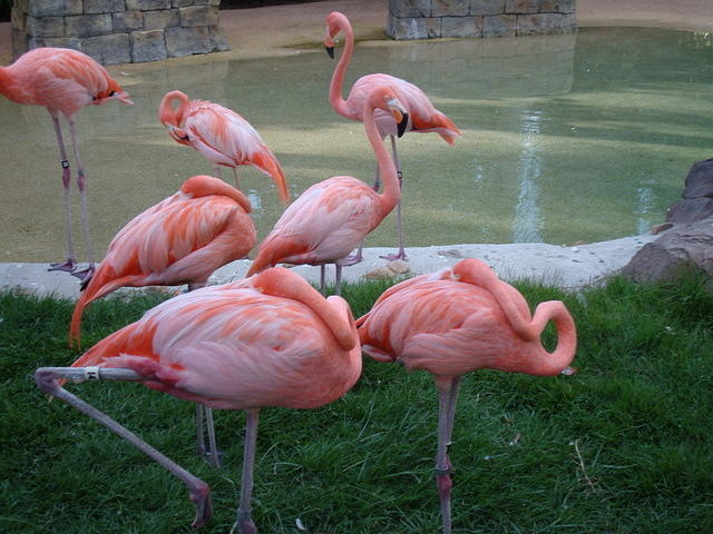 Dora says . o O ( I will help you get home, baby flamingo! )