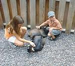 Katie and Timothy brushing the goats in the petting zoo.