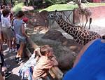 Timothy enjoyed seeing the Giraffes up so close.