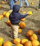 The train stopped at a pumpkin patch on the way back. Come here Timothy!