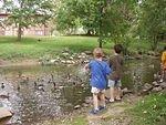Timothy and Elijah are feeding the ducks and geese.