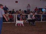 Of course Timothy picked the largest goat to show :) That's my boy!! :)