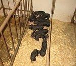 These are the newest members of the family :)