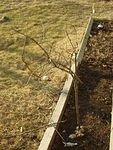 Timothy planted a tree yesterday in my flower bed... I'm not sure if it will make it in the cold :) hehehe!!!!