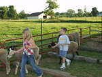 This is the back-up sheep that Timothy is walking. (Just in case Rupert is out of town) Timothy named him SuperLamb!?!?!