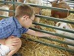 Timothy is feeding a goat at the State Fair!
