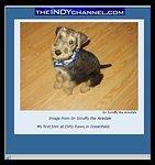 Another picture of our puppy! I will try not to let him take over this site :)